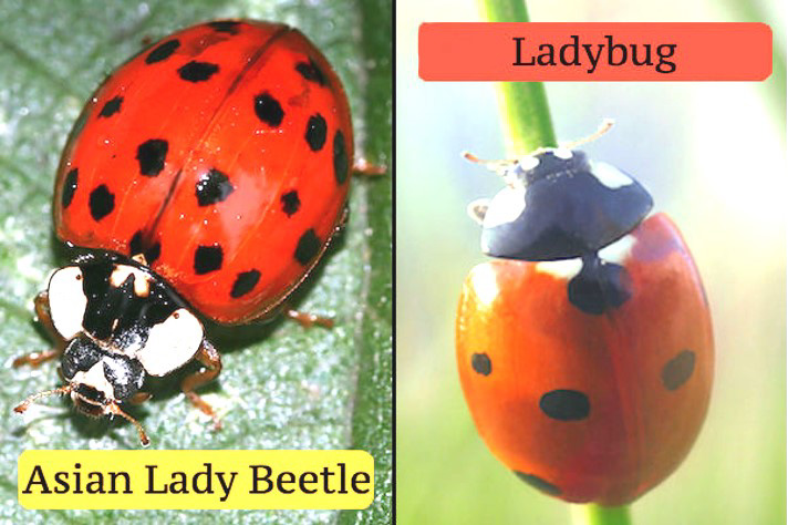 Asian lady beetle & Ladybug